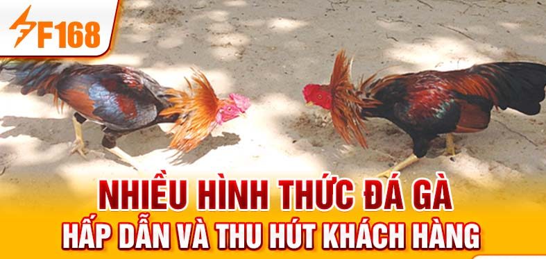 Nhiều hình thức đá gà hấp dẫn và thu hút khách hàng Nhiều hình thức đá gà hấp dẫn và thu hút khách hàng